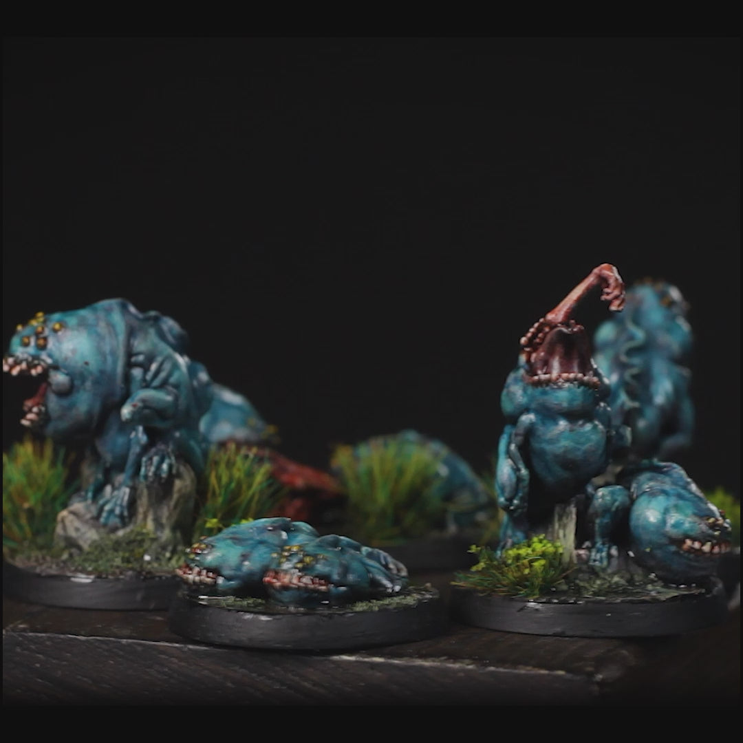 Anuran Tadpoles | The Lost Continent